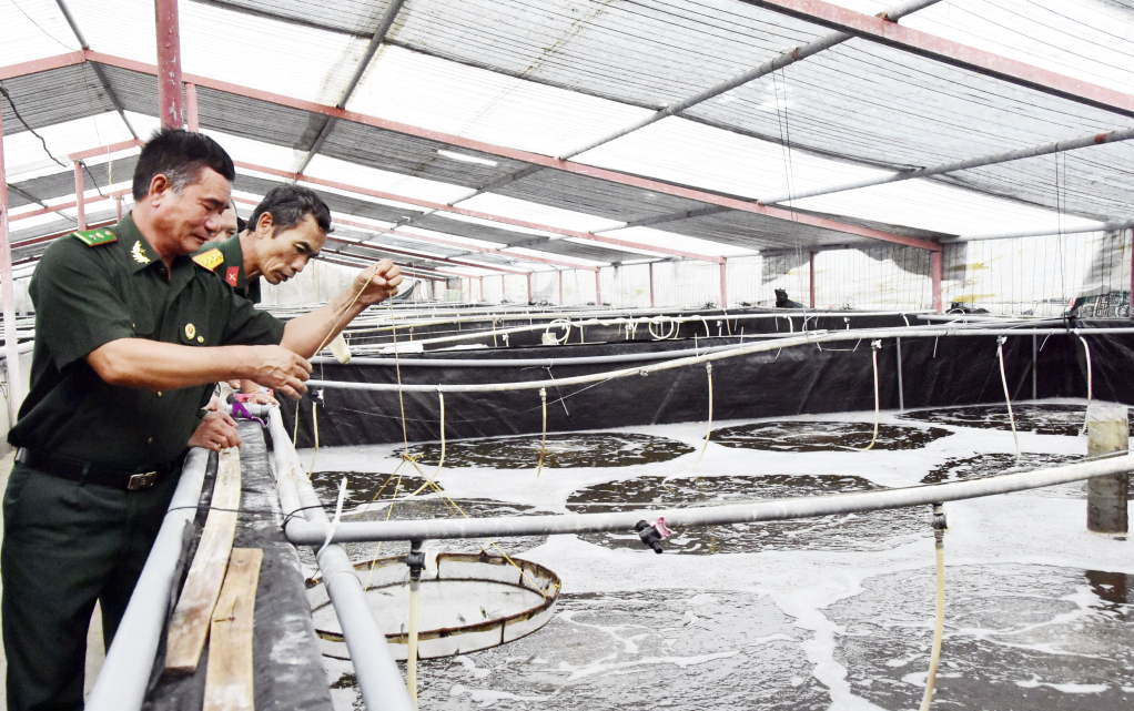 Hội viên CCB xã Quảng Nghĩa (TP Móng Cái) nuôi tôm công nghệ cao.