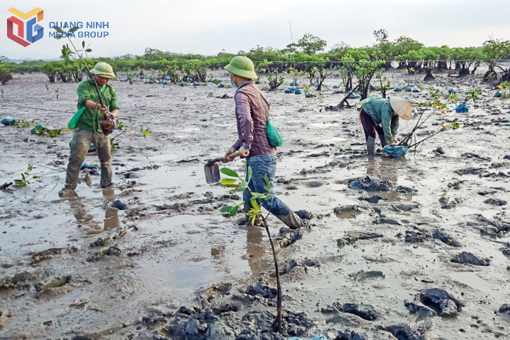 Người dân thôn 9, xã Quảng Phong (huyện Hải Hà) trồng bổ sung rừng ngập mặn. Ảnh: Hữu Việt