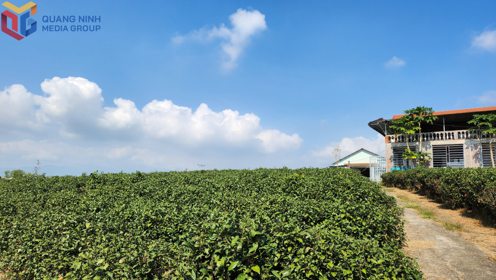 Người dân huyện Hải Hà thực hiện nhiều giải pháp bảo vệ môi trường trong sản xuất nông nghiệp. (Trong ảnh: Đồi chè được trồng theo hướng hữu cơ tại xã Quảng Long)