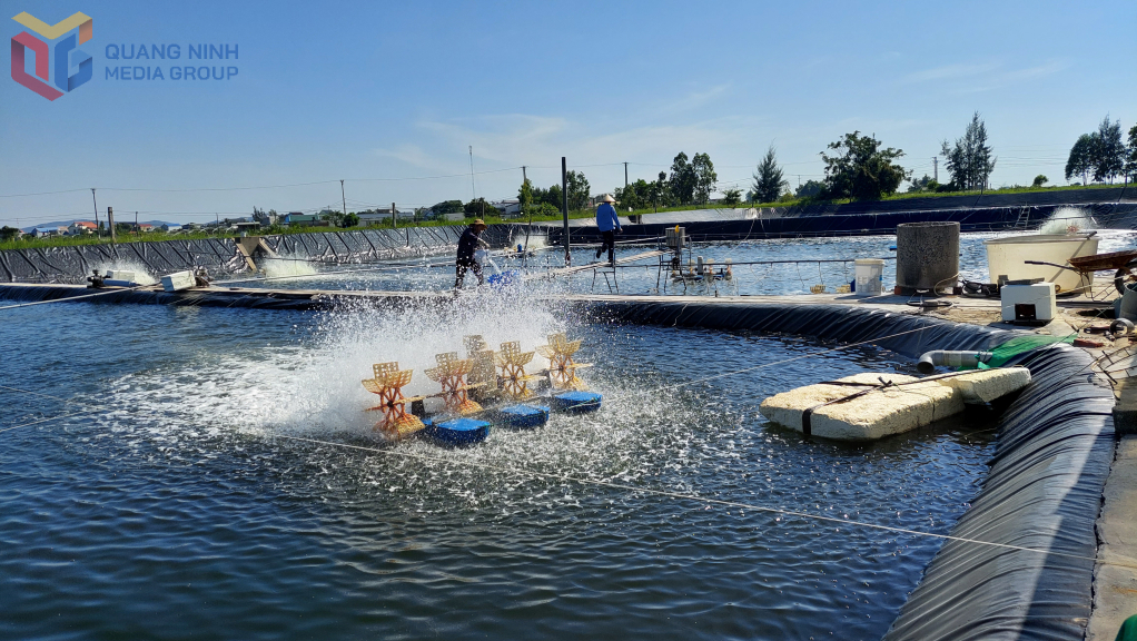 Nuôi tôm theo quy trình VietGAP của gia đình ông Bùi Văn Trình, thôn Đông, xã Vạn Ninh