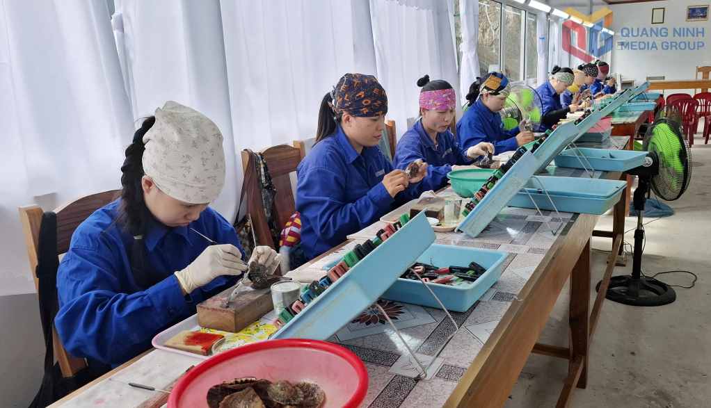 Lao động của Công ty TNHH Taiheiyo Shinju Việt Nam (Đặc khu Vân Đồn) đang thực hiện cấy tế bào phôi trong quy trình nuôi trai lấy ngọc.