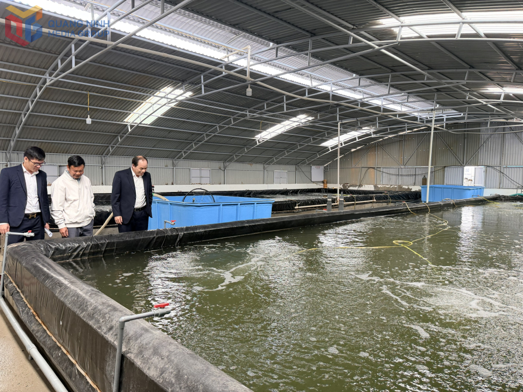 Bể nuôi ương cá giống tại Công ty CP Thuỷ sản Phương Anh