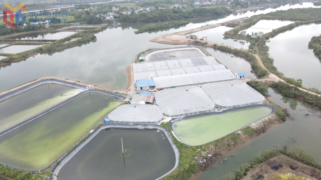 Trang trại nuôi tôm công nghệ cao của gia đình anh Nguyễn Văn Nghĩa, thôn Quảng Nghĩa 3, xã Hải Ninh.