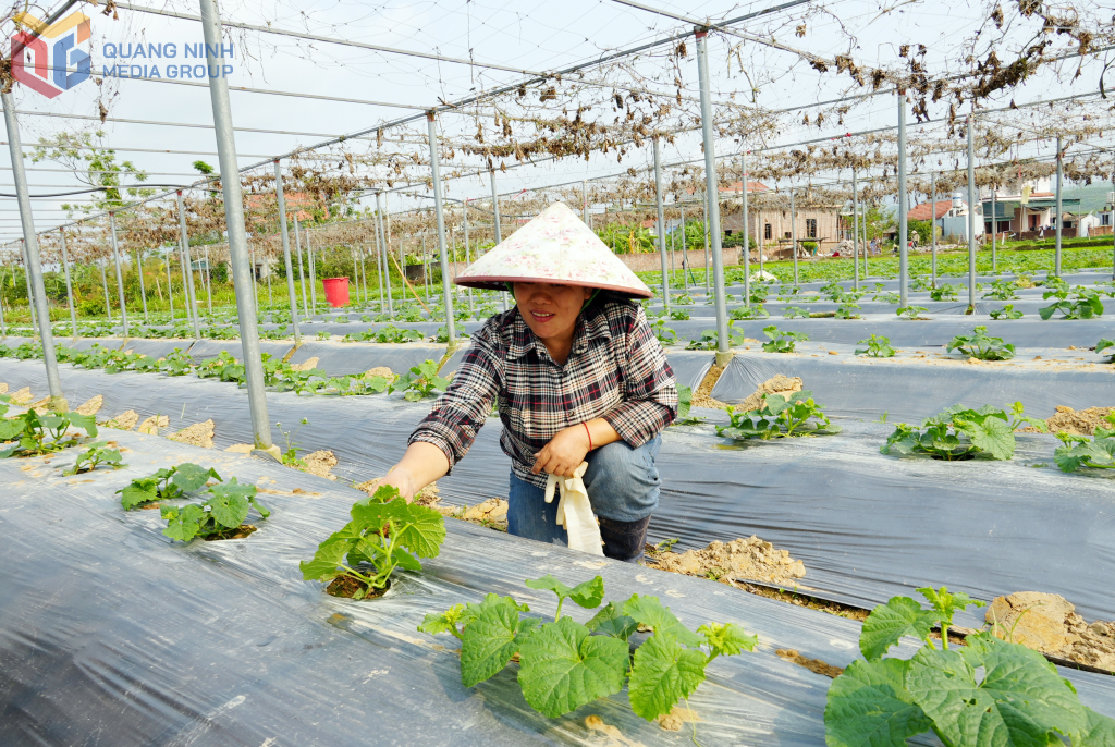 Mô hình Tổ hợp tác rau sạch thôn Nà Bấc (xã Quảng Tân) được các hộ kinh doanh ứng dụng KHCN vào sản xuất, tăng năng suất.