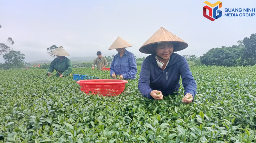 Thành viên Tổ hợp tác trồng và chế biến chè VietGAP thôn 1, xã Quảng Đức, thu hái chè. bqn_tr_img20260818094821.jpg